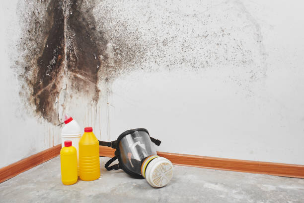 Best Post-Flood Mold Remediation in Hamlin, WV