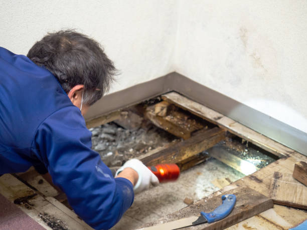 Best Industrial Mold Remediation in Hamlin, WV