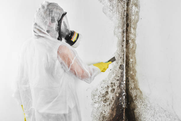 Best Localized Mold Remediation (e.g., coastal areas, humid climates) in Hamlin, WV