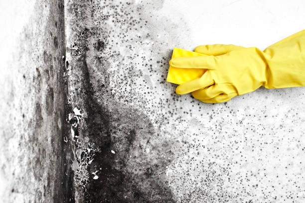 Best Bathroom Mold Remediation in Hamlin, WV