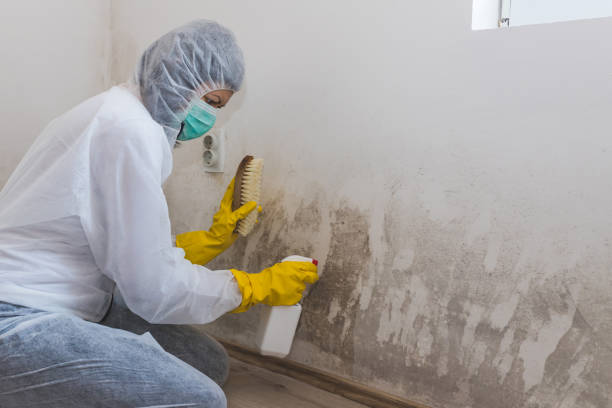 Best Mold Remediation for Schools in Hamlin, WV
