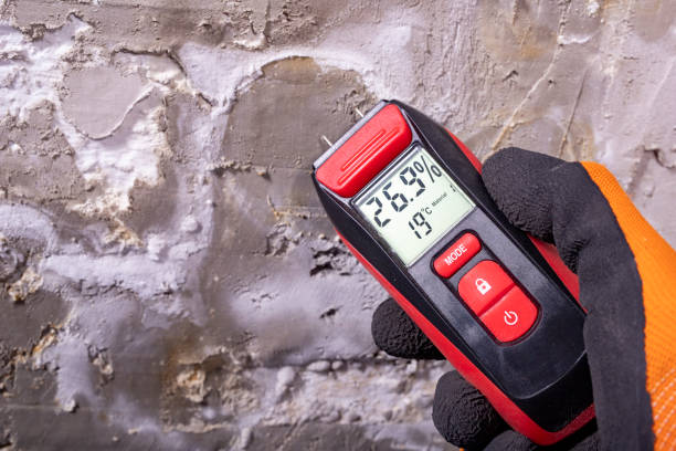 Best Basement Mold Remediation in Hamlin, WV