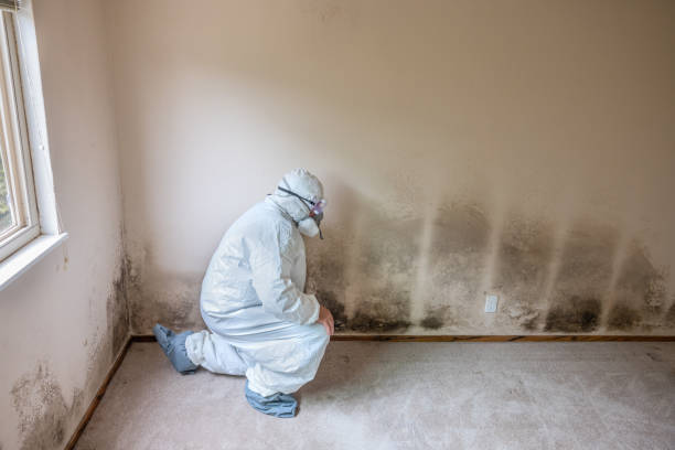 Best Post-Remediation Services in Hamlin, WV