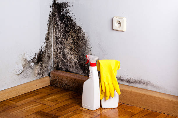 Best Kitchen Mold Remediation in Hamlin, WV