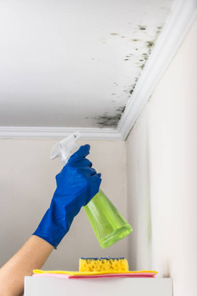 Best Emergency Mold Remediation in Hamlin, WV