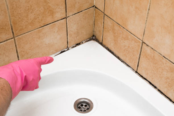 Best Commercial Mold Remediation in Hamlin, WV